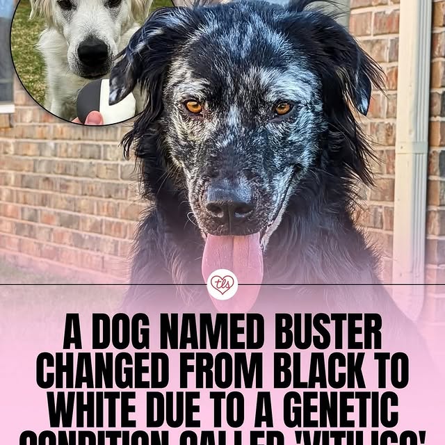  .....vid.s   'recent posts' 