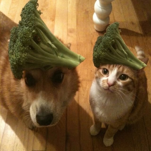  .....pawsz   'recent posts' 