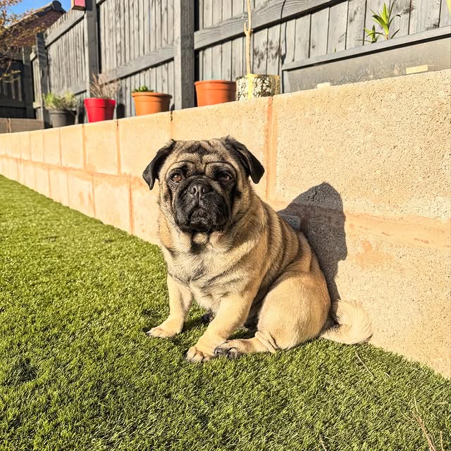  .......elazypug   'recent posts' 