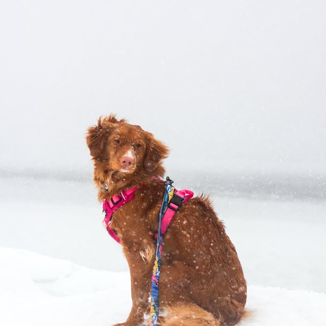  ......atoller   'recent posts' 