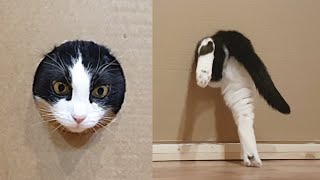  ....usic  'recent videos' 