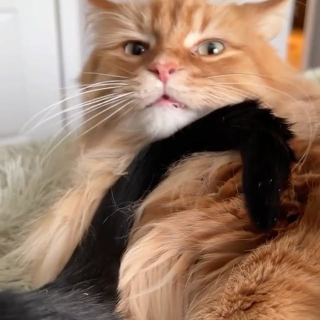  .........tofficial   'recent posts' 