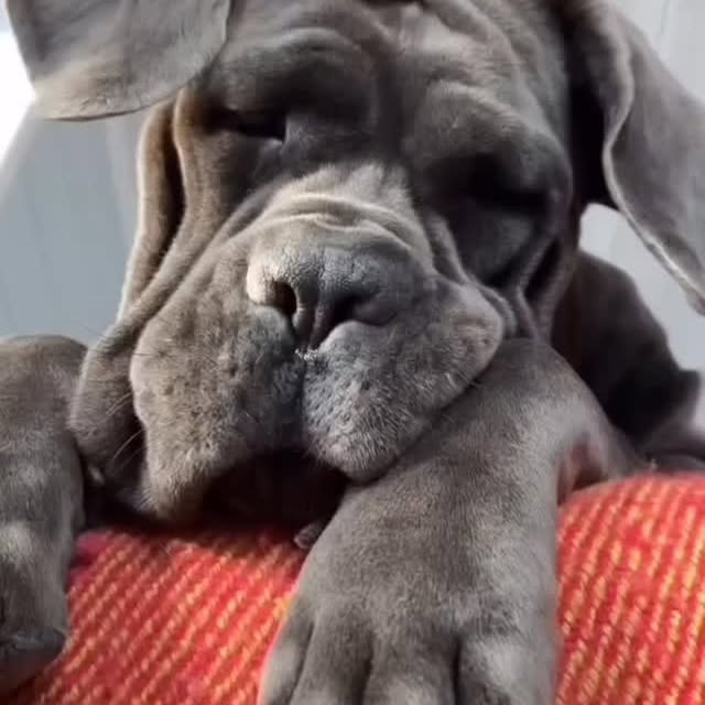  .........pet_world   'recent posts' 