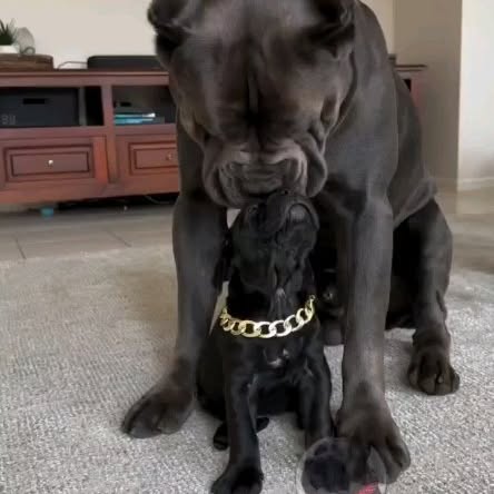  ........o.castle   'recent posts' 