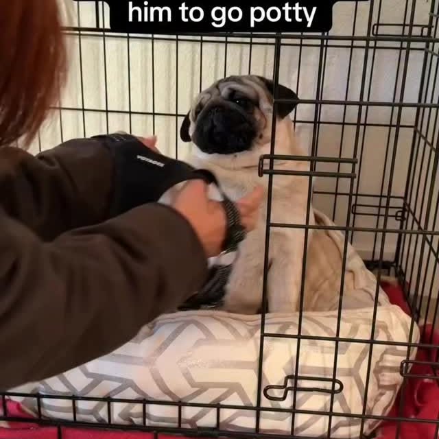  .....of.pug   'recent posts' 