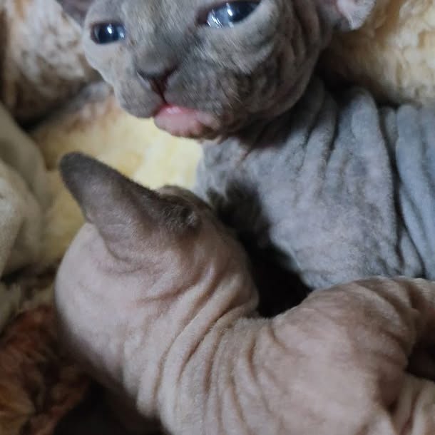  ......sphynx   'recent posts' 