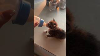  ......teCats  'recent videos' 