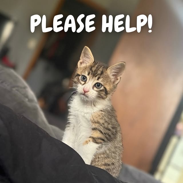  ...........irtonguesout   'recent posts' 