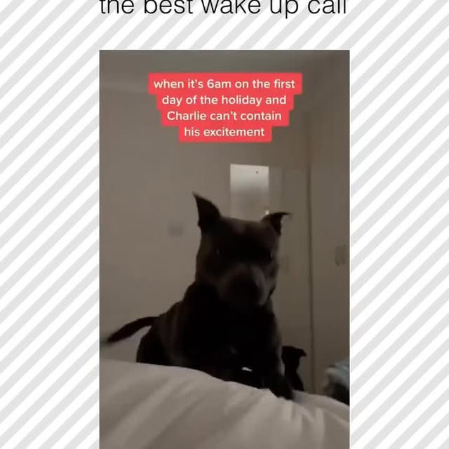  .....pawsz   'recent posts' 