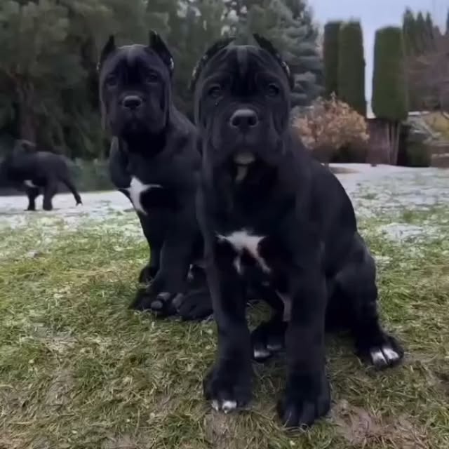  .........pet_world   'recent posts' 