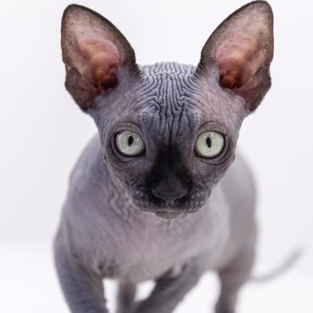  ......sphynx   'recent posts' 