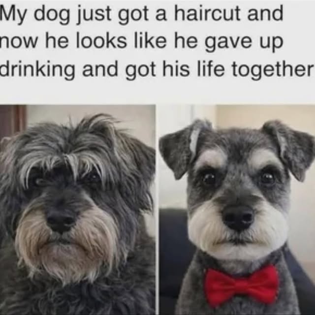  .....memes   'recent posts' 