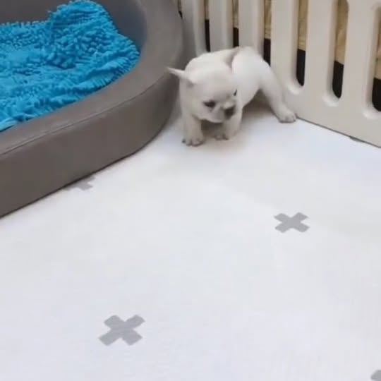  ..........ldogs_only   'recent posts' 