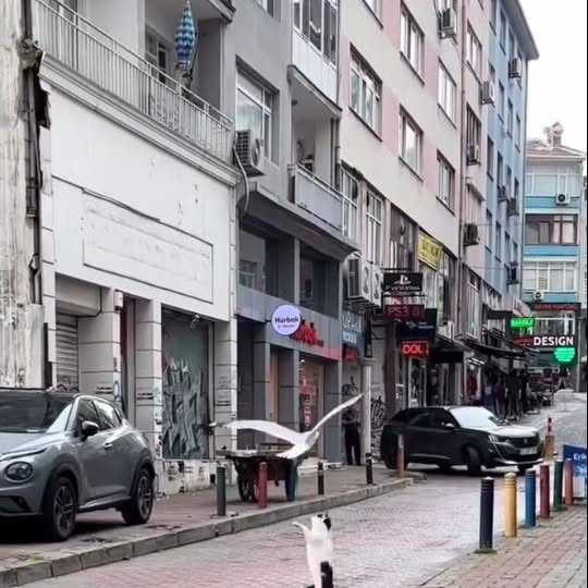  .......malshow   'recent posts' 