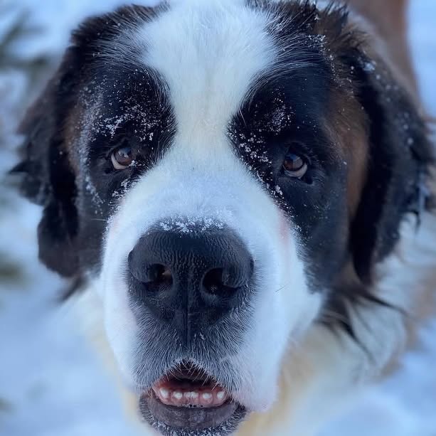  .........intbernard   'recent posts' 