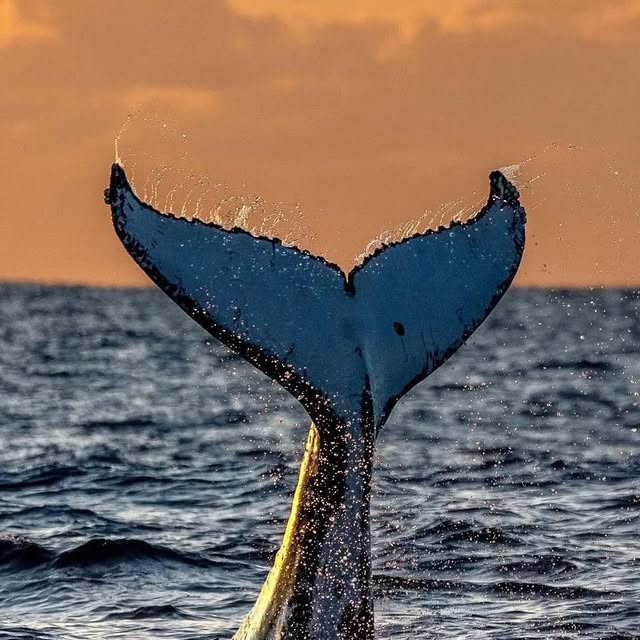  .....ervor   'recent posts' 