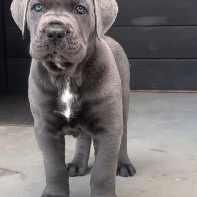  .........pet_world   'recent posts' 