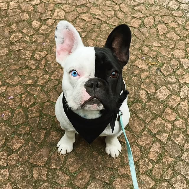  ..........ldogs_only   'recent posts' 