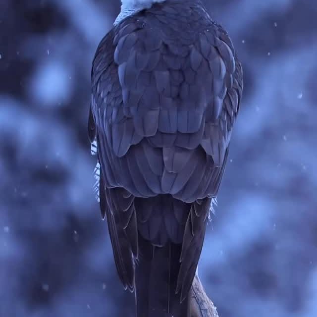  ......fehood   'recent posts' 