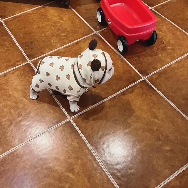  ..........ldogs_only   'recent posts' 