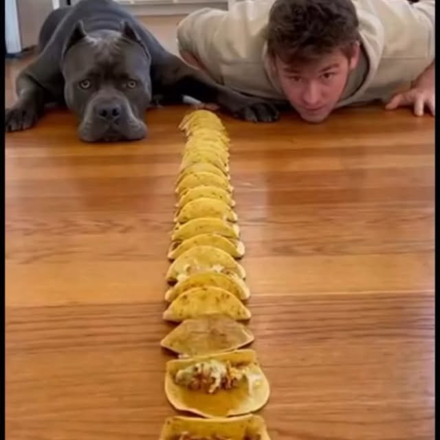  .........pet_world   'recent posts' 
