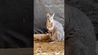  .....rthTv  'recent videos' 