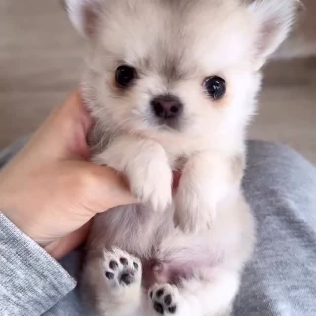  .......uapuppy   'recent posts' 