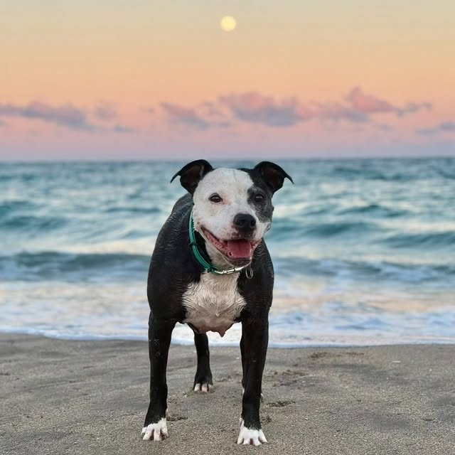  .......beadles   'recent posts' 