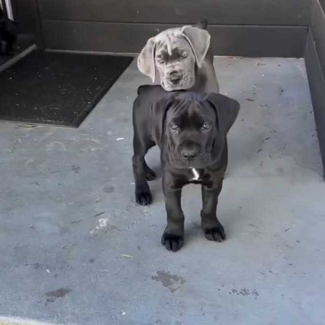  .........pet_world   'recent posts' 