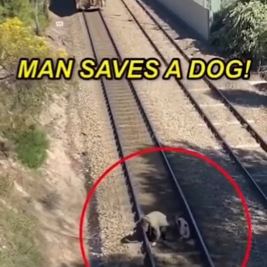  .......animals_   'recent posts' 