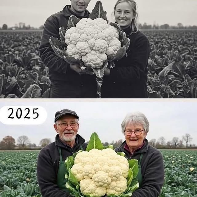  ......oencafe   'recent posts' 