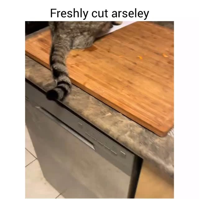  .....fpetz   'recent posts' 