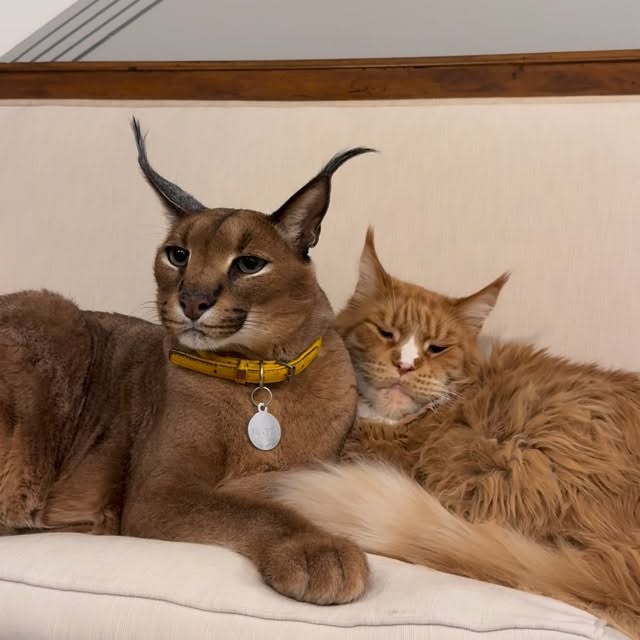  ......aracal   'recent posts' 