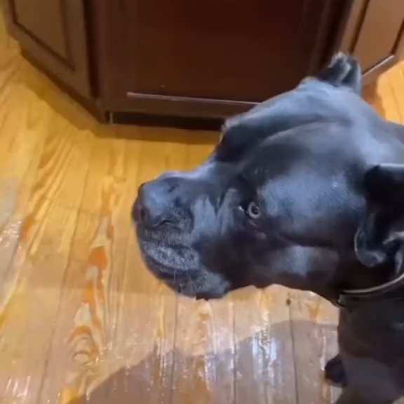  .........pet_world   'recent posts' 