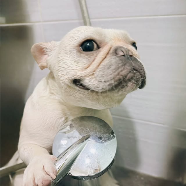  ..........ldogs_only   'recent posts' 