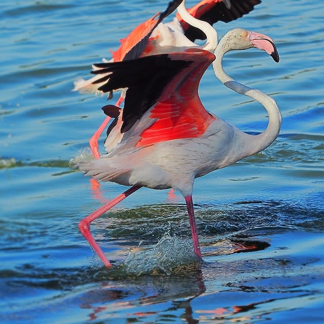  ....onik_   'recent posts' 