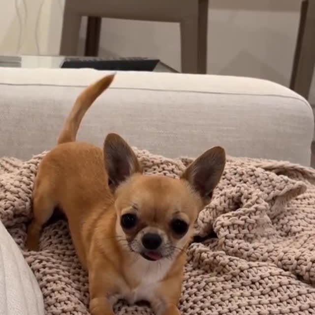  .......uapuppy   'recent posts' 