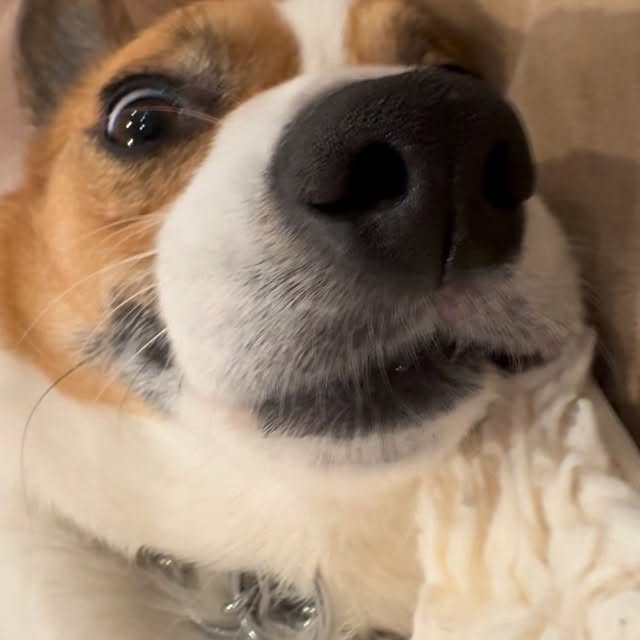  .....corgis   'recent posts' 