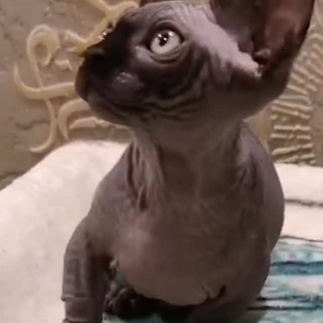  ......sphynx   'recent posts' 