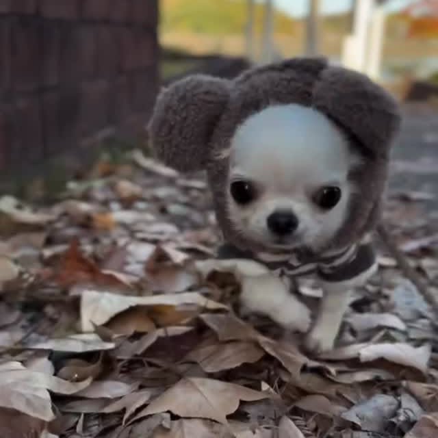  .......uapuppy   'recent posts' 