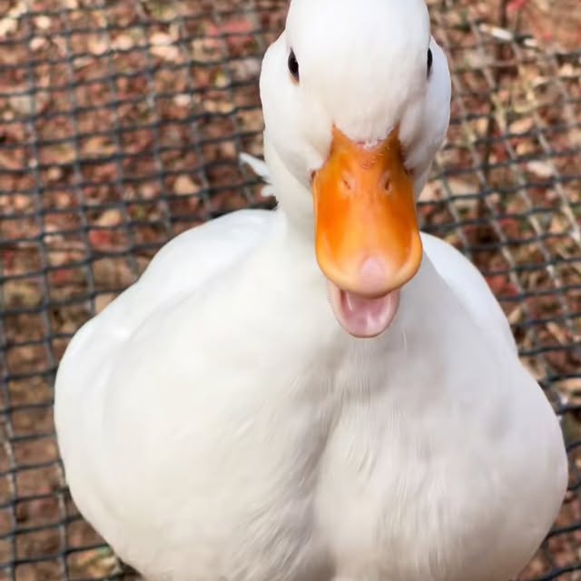  ........ckstatue   'recent posts' 