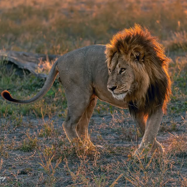  .........._sightings   'recent posts' 