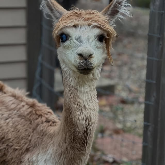  .....lpaca   'recent posts' 