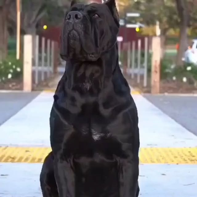  .........pet_world   'recent posts' 