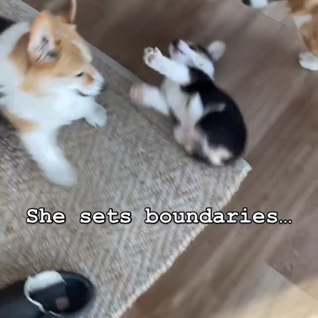 .....corgis   'recent posts' 