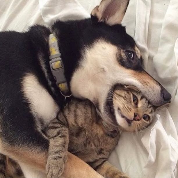  .....pawsz   'recent posts' 