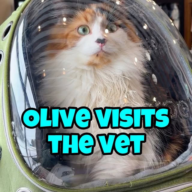  .........tofficial   'recent posts' 