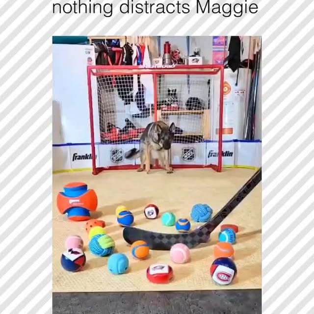  .....pawsz   'recent posts' 