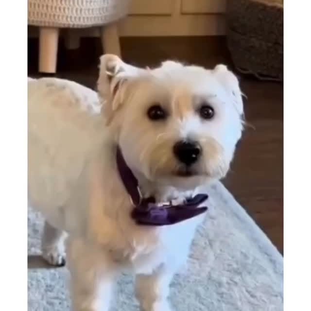  .....ibess   'recent posts' 