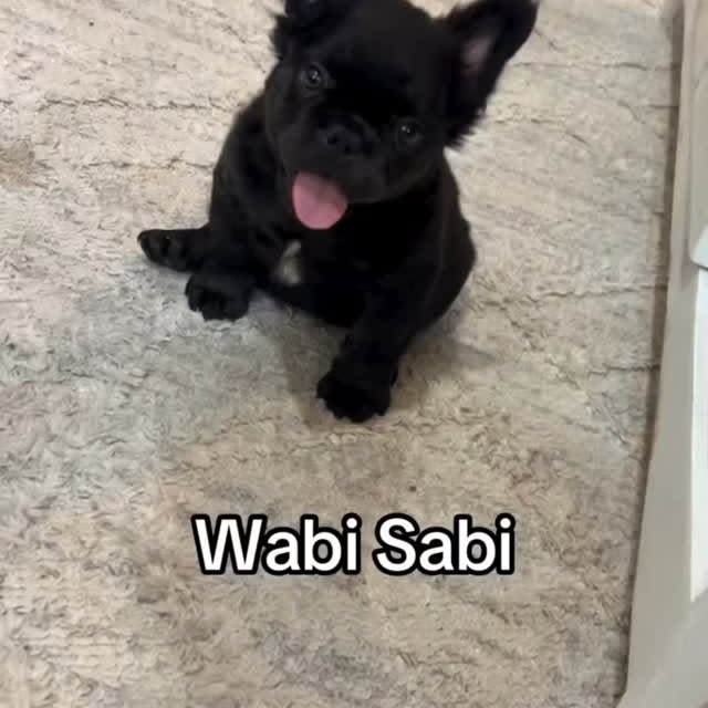  ..........ldogs_only   'recent posts' 